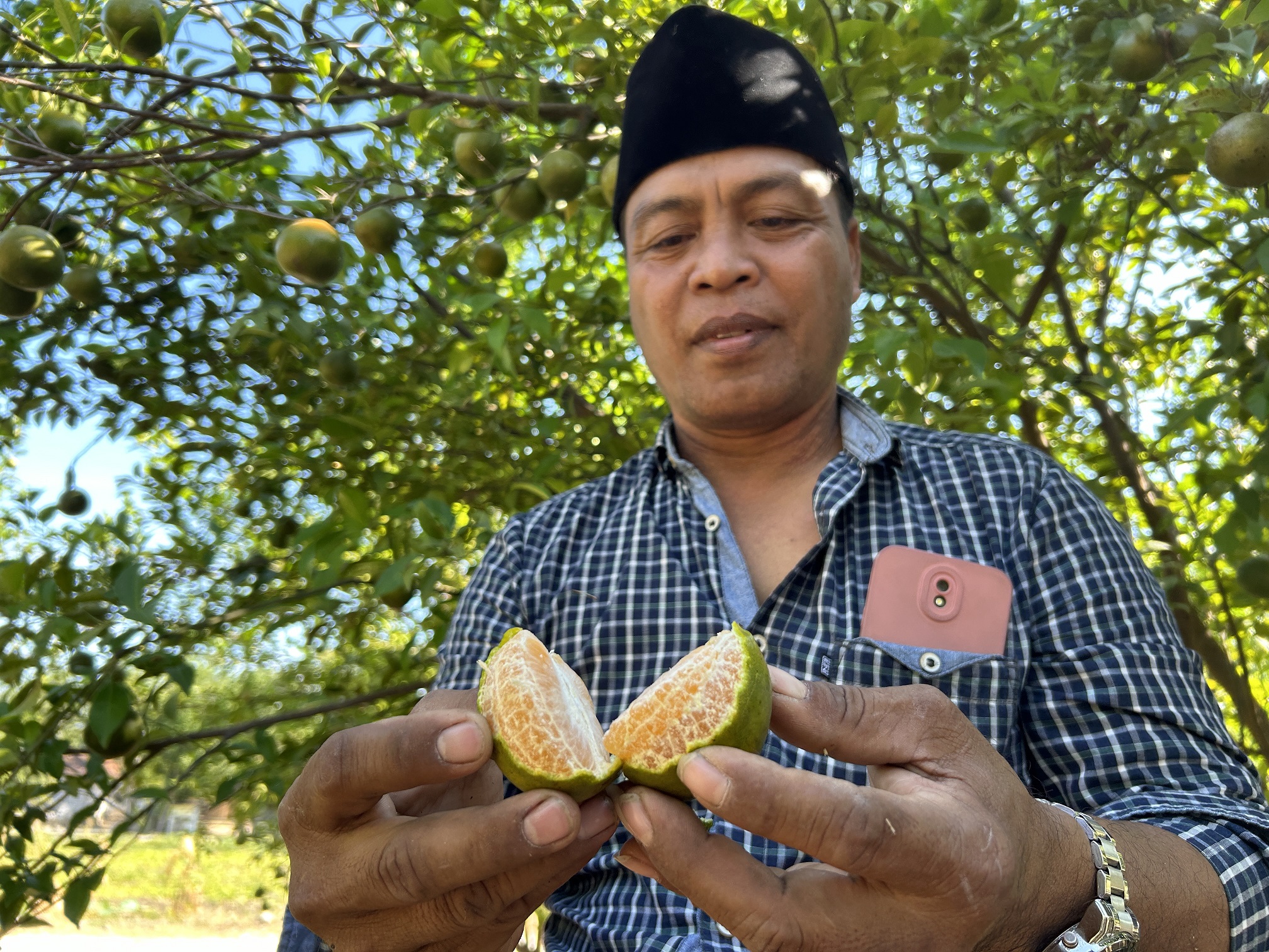 SEGAR: Moh. Romli mencoba mengupas buah jeruknya di kebun Dusun Candih, Desa Telang, Kecamatan Kamal, Bangkalan, Kamis (8/8). (VIVIN AGUSTIN HARTONO/JPRM)