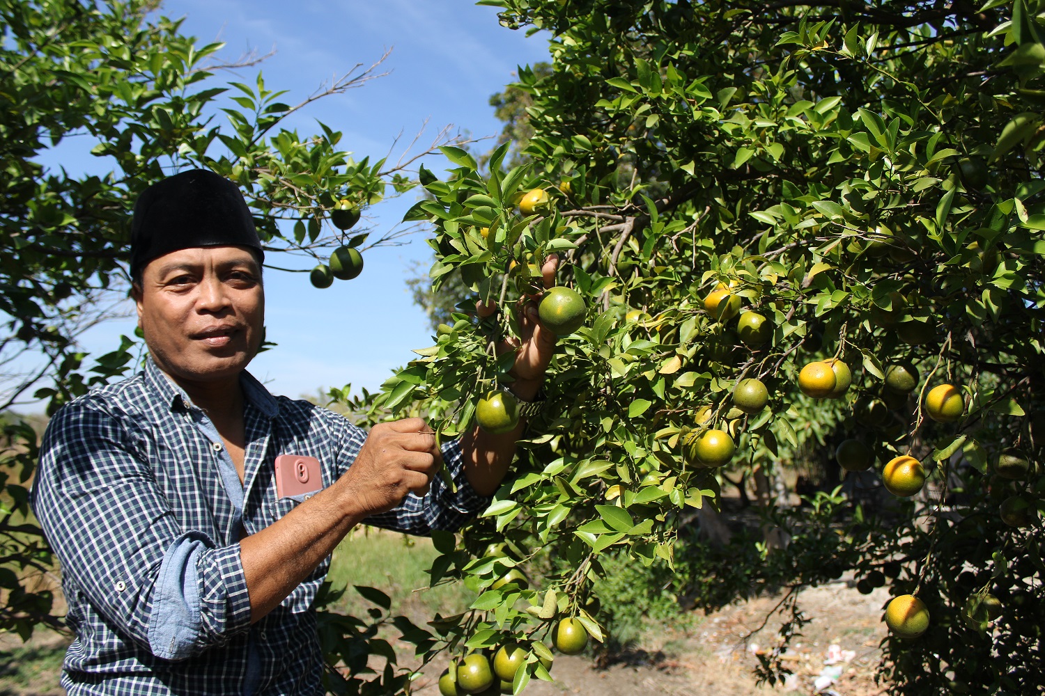LEBAT: Moh. Rohim sedang berada di kebun jeruknya di Dusun Telang Candi, Desa Telang, Kecamatan Kamal, Bangkalan, Kamis (8/8). (VIVIN AGUSTIN HARTONO/JPRM)