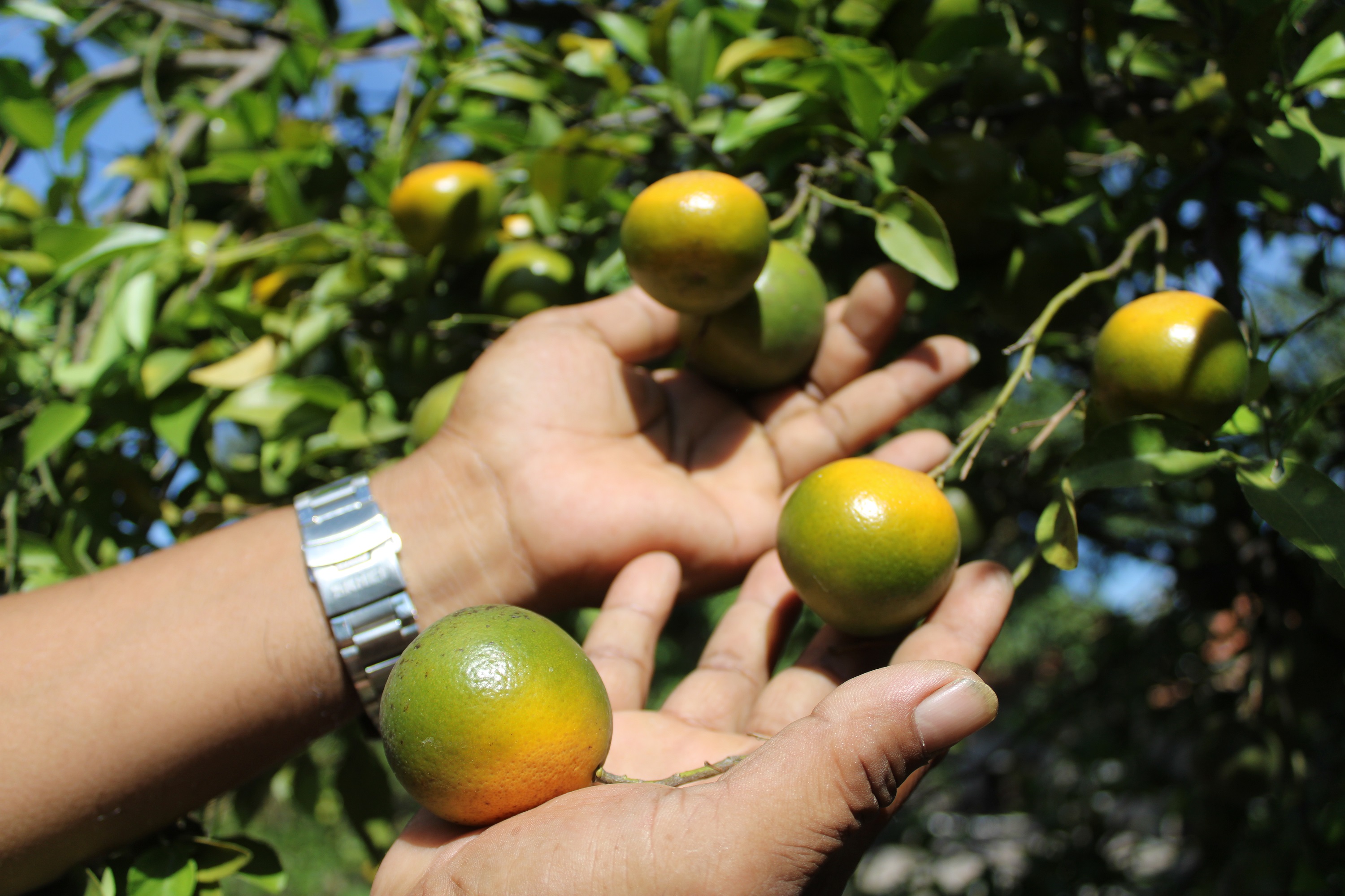 KUNING: Jeruk setengah matang di kebun Dusun Telang Candi, Desa Telang, Kecamatan Kamal, Bangkalan, Kamis (8/8). (VIVIN AGUSTIN HARTONO/JPRM)