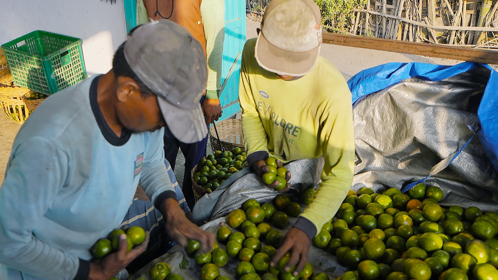 BERDAYA SAING: Petani jeruk di Desa Semboro, Kabupaten Jember, Jawa Timur yang dibina BRI melalui Klasterku Hidupku.
