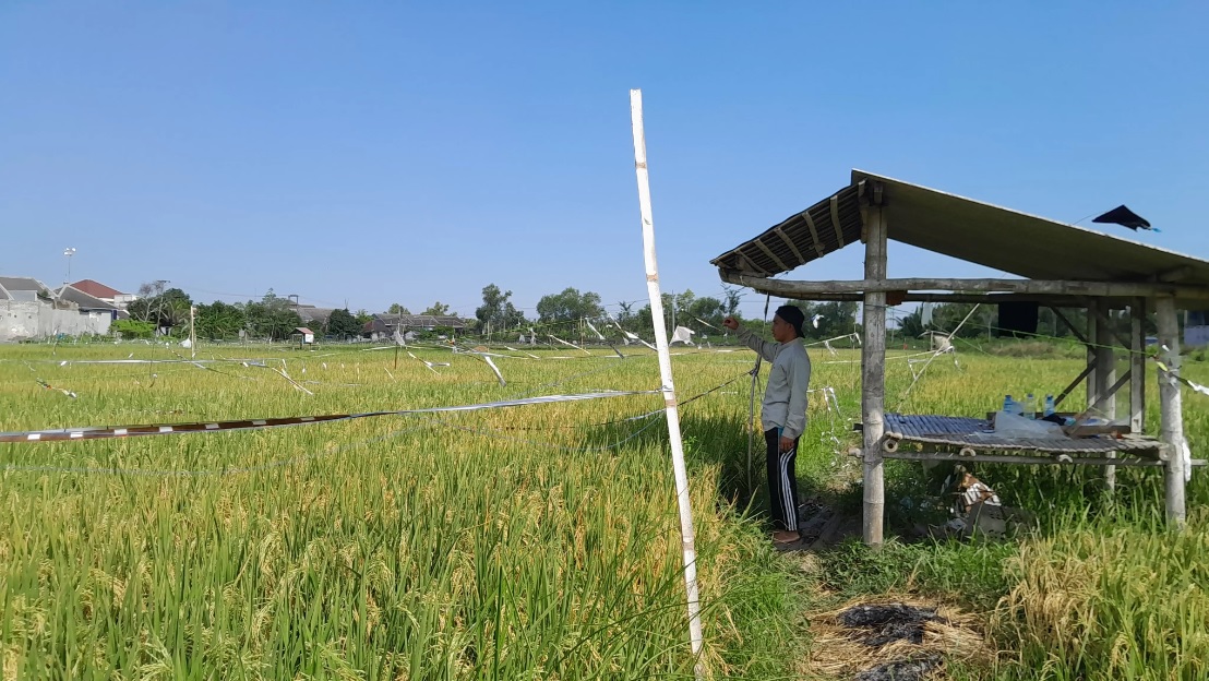 USAHA PERTANIAN PERORANGAN: Petani Martajasah, Bangkalan, sedang menjaga tanaman padinya dari serangan organisme pengganggu tanaman, Kamis (19/7).