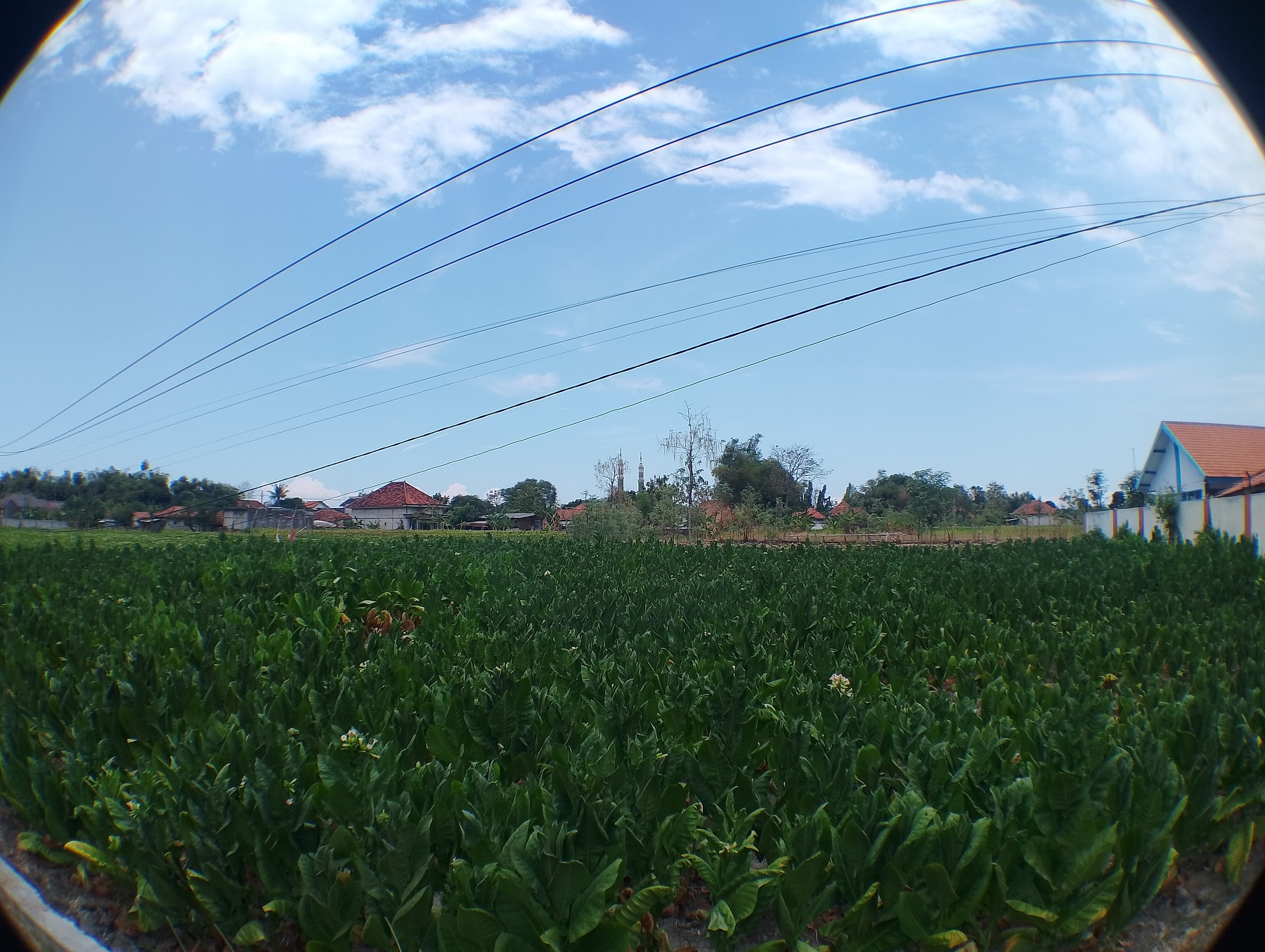 DISPERTA KP WACANAKAN PERDA: Tembakau warga Desa Aeng Sareh, Kecamatan Kota Sampang, dalam waktu yang tidak terlalu lama bakal siap dipanen.