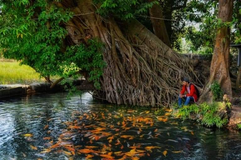 Relaksasi dengan ribuan ikan di mata air alami wisata alam Sumber Duwur Mojokerto