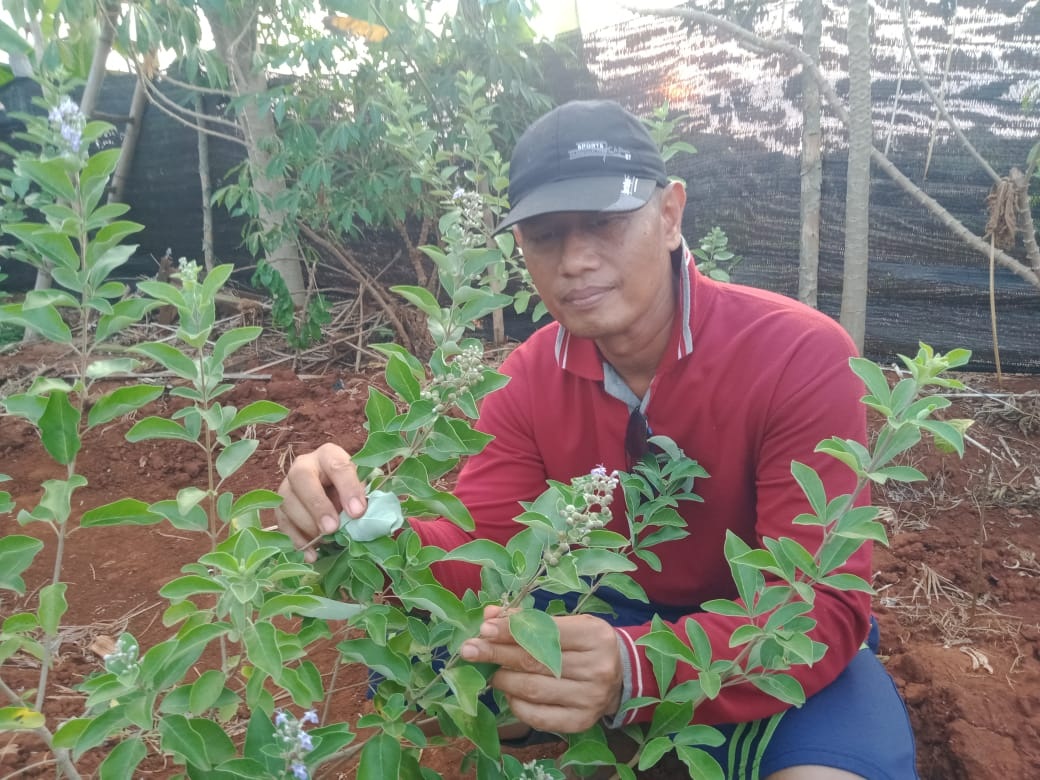 BERBUNGA: Aris Susanto memeriksa buah legundi di Desa Keleyan, Kecamatan Socah, Bangkalan, Minggu (8/9). (IMAMUDIN/JPRM)