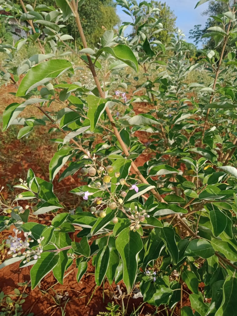 SIAP PANEN: Buah legundi berubah warna menjadi kehitaman tanda siap panen. (IMAMUDIN/JPRM)