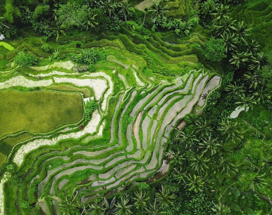 Tegallalang Rice Terrace Bali, semuah Landscape menarik bagi pecinta fotografi