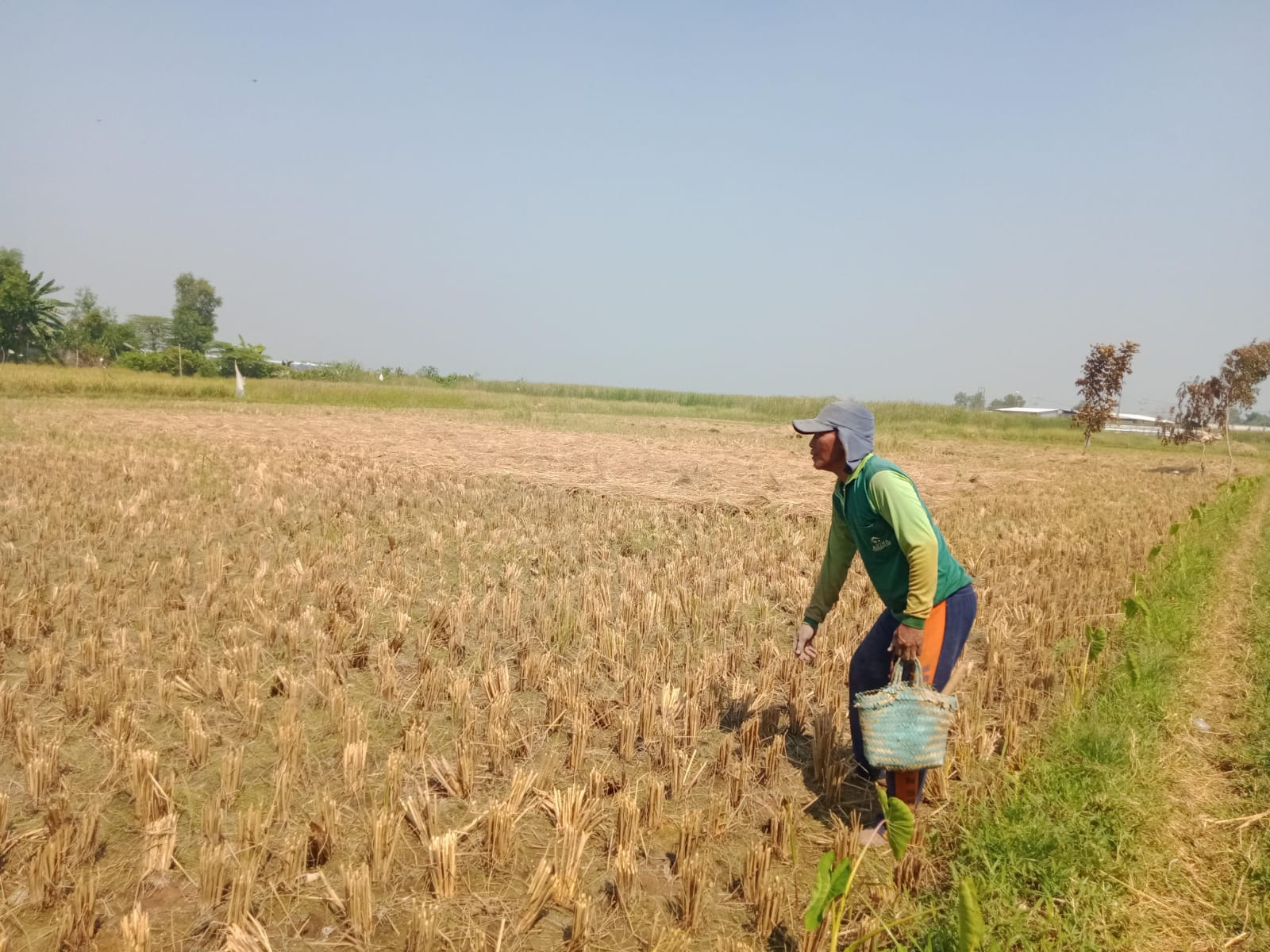 MASUK MUSIM TANAM: Petani menabur pupuk sawahnya di Desa Bilaporah, Kecamatan Socah, Bangkalan, Sabtu (31/8).