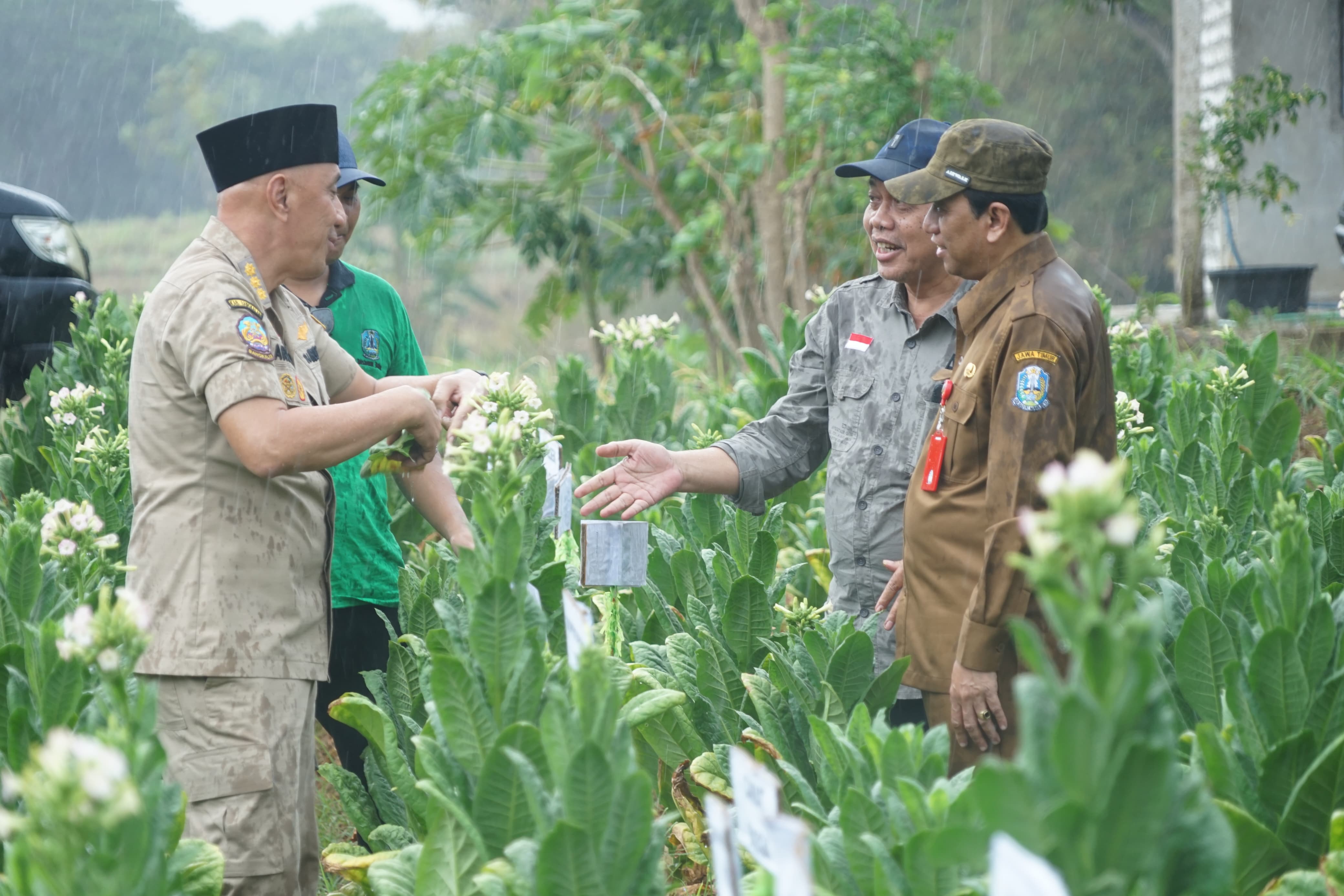 SEMANGAT: Kepala Disbun Jatim Dydik Rudi Prasetya (paling kanan), Ketua 1 APTI Jatim Hani dan Pj Bupati Bangkalan Arief M. Edie sambil diskusi ditengah-tengah panen perdana tembakau di Desa Alasrajah.