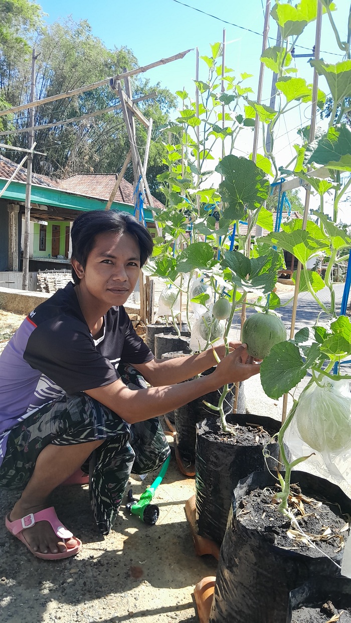 SEGAR: Ahmad Fauzan menunjukkan buah melon yang ditanam dalam media polybag, Sabtu (14/9). (KHOLIL RAMLI/JPRM)
