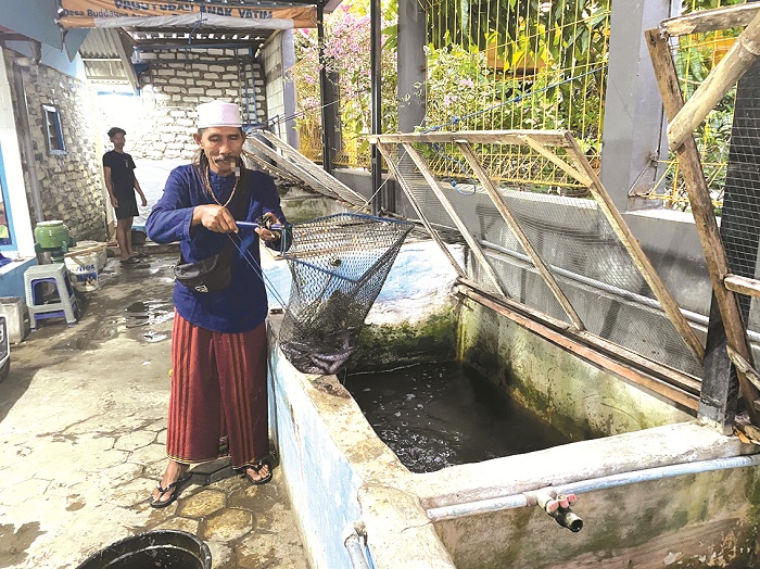 PETERNAK: Ach. Suparto memanen lele di halaman rumahnya di Desa Buddagan, Kecamatan Pademawu, Pamekasan, Sabtu (14/9). (AYU LATIFAH/JPRM)