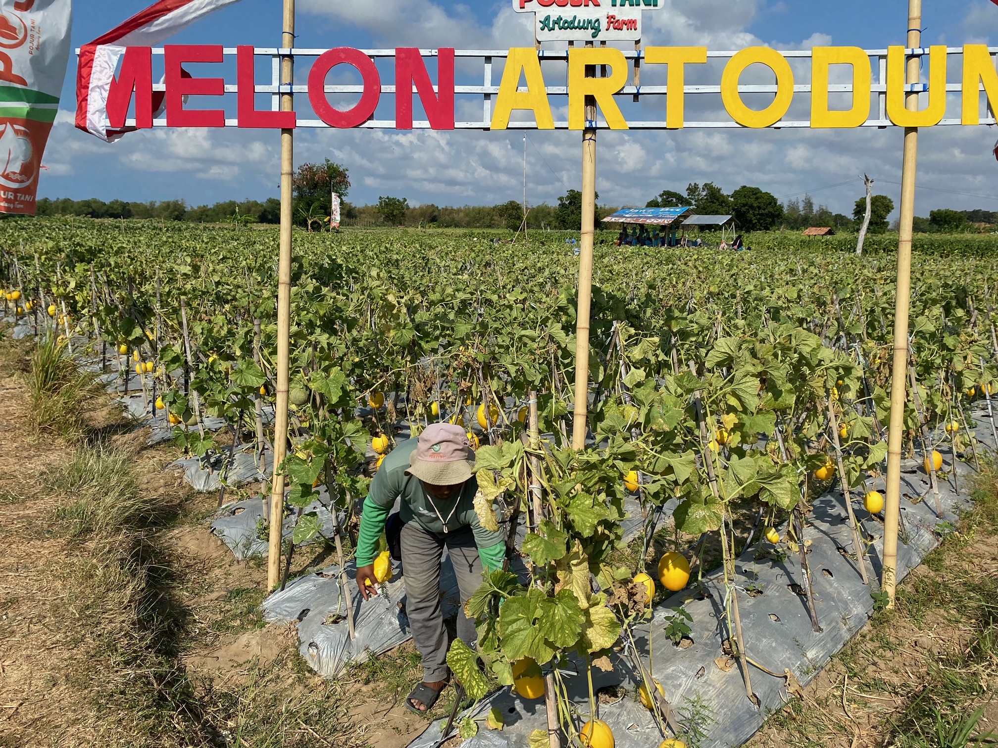 PRODUKTIF: Muzahrah melakukan perawatan kebun melon di Desa Artodung, Kecamatan Galis, Pamekasan, Sabtu (21/9). (AYU LATIFAH/JPRM)