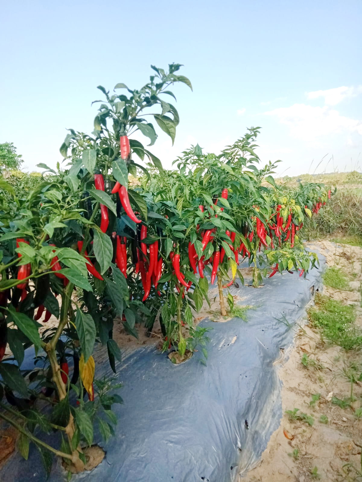 LEBAT: Buah cabai berwarna merah artinya sudah siap panen (IMAMUDIN/JPRM)