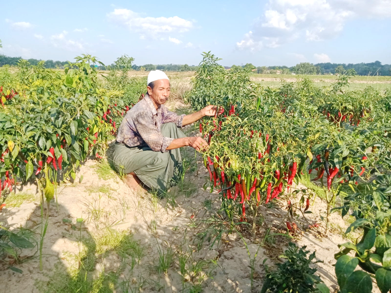 TERIK: Mohammad Elli memantau tanaman cabai di lahan pertanian Desa Sobih, Burneh, Bangkalan, Sabtu (28/9). (IMAMUDIN/JPRM)