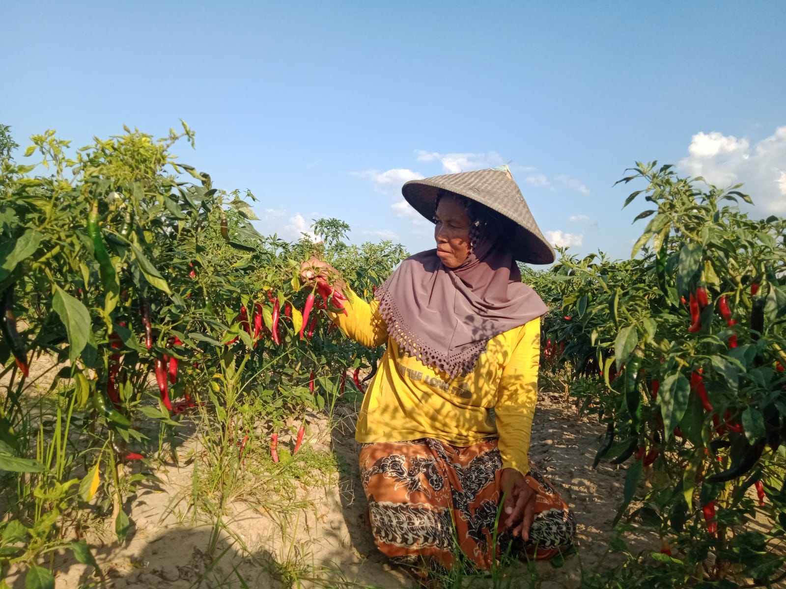 WAKTU PANEN: Robiatul Adawiyah memanen cabai merah di lahan pertanian Desa Sobih, Burneh, Bangkalan, Sabtu (28/9). (IMAMUDIN/JPRM)