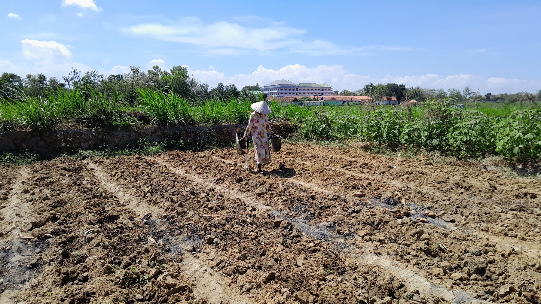 BANTUAN ALSINTAN DKPP TAK JELAS: Petani Desa Teja Barat, Kecamatan Pamekasan, sedang menyiram tanaman di lahan pertaniannya.