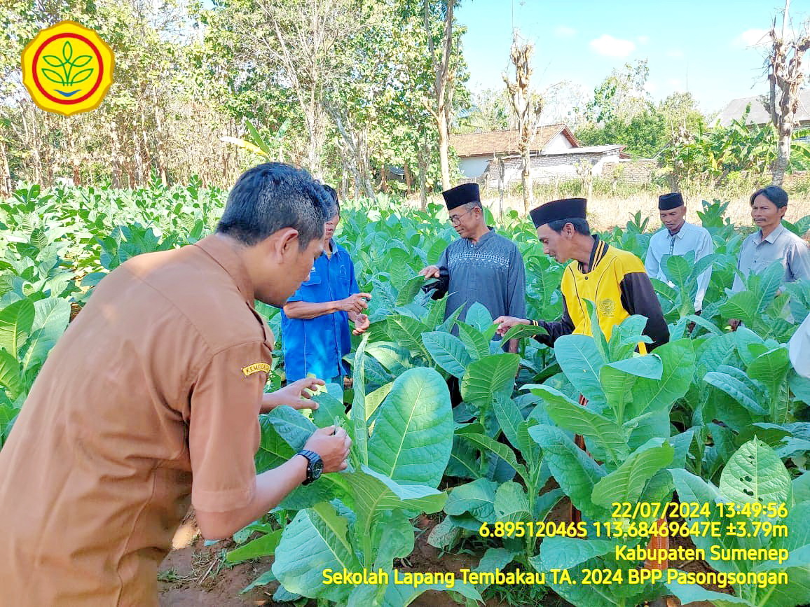 PRAKTIK LANGSUNG: Penyuluh pertanian DKPP Sumenep mendampingi petani dalam program sekolah lapang tembakau di Kecamatan Pasongsongan. (DKPP UNTUK JPRM)