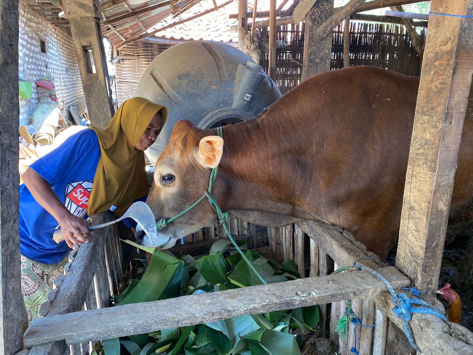 PELIHARAAN: Warga Desa Duko Timur, Kecamatan Larangan, Pamekasan, memberikan pakan ternak sapi, Sabtu (5/10). (KHOLIL RAMLI/JPRM)