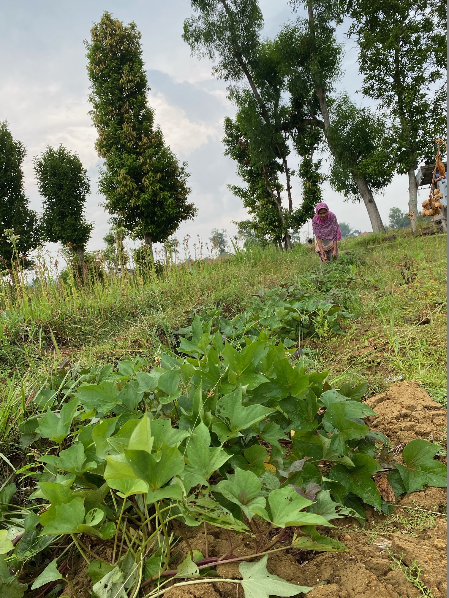 MENJALAR: Muina melihat tumbuhan ubi jalarnya di Desa Somalang, Kecamatan Pakong, Pamekasan, Sabtu (19/10). (AYU LATIFAH/JPRM)