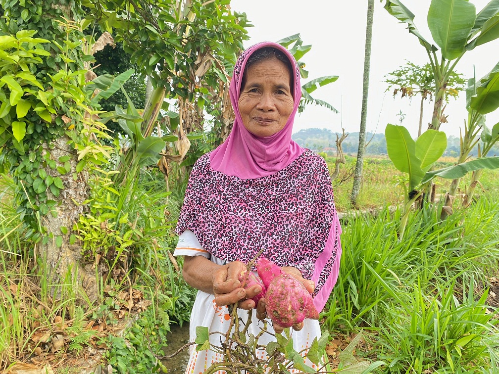 DICONGKEL: Muina menunjukkan hasil panen ubinya di Desa Somalang, Kecamatan Pakong, Pamekasan, Sabtu (19/10). (AYU LATIFAH/JPRM)