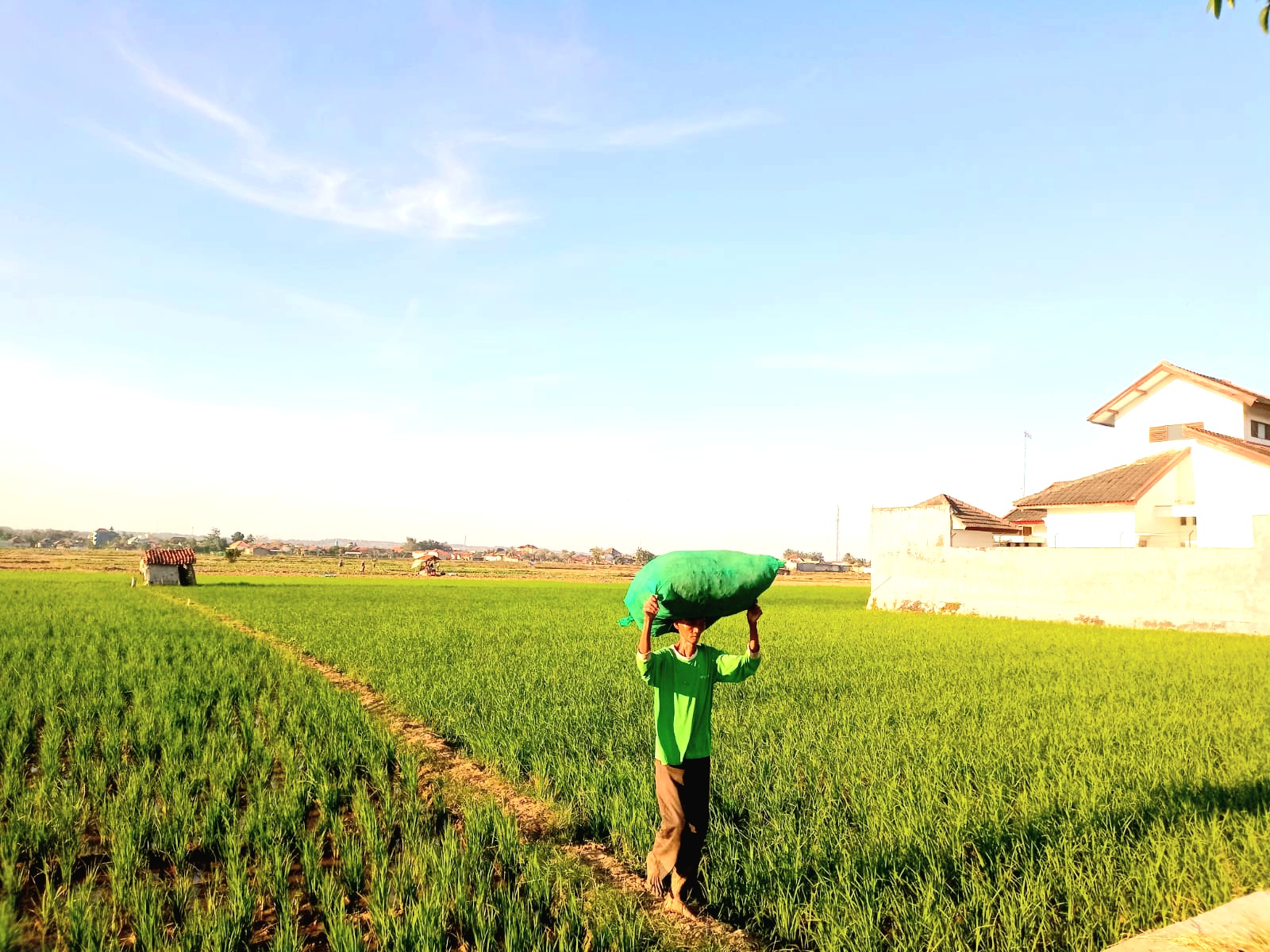 TATA RUANG: Seorang petani selesai menggarap sawahnya di salah satu areal persawahan di Desa Babbalan, Kecamatan Batuan, Sumenep, Minggu (21/7). (MOH. LATIF/JPRM)