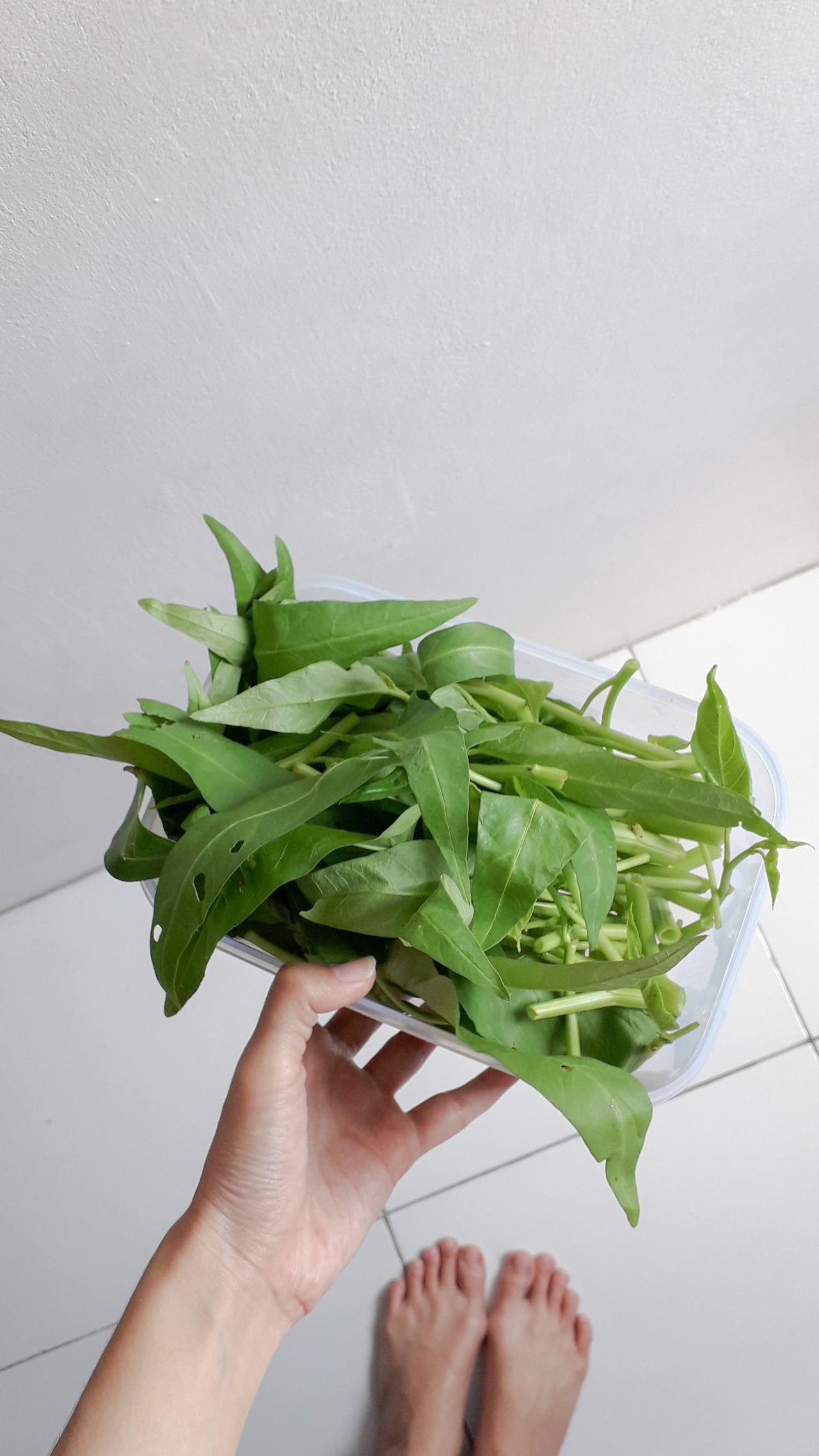kangkung, salah satu sayuran hijau yang kaya manfaat