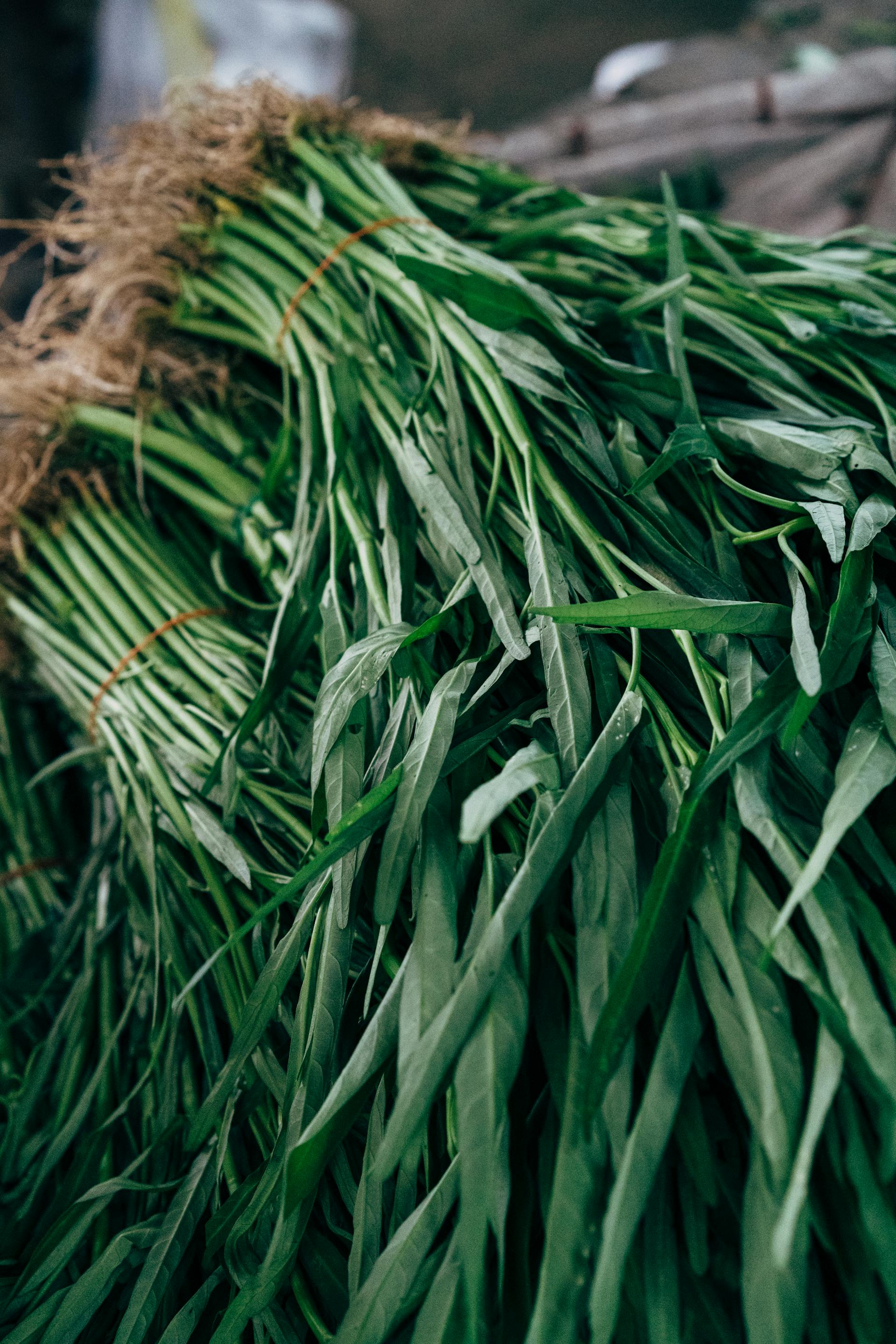 waspada mengkonsumsi kangkung jika berlebihan