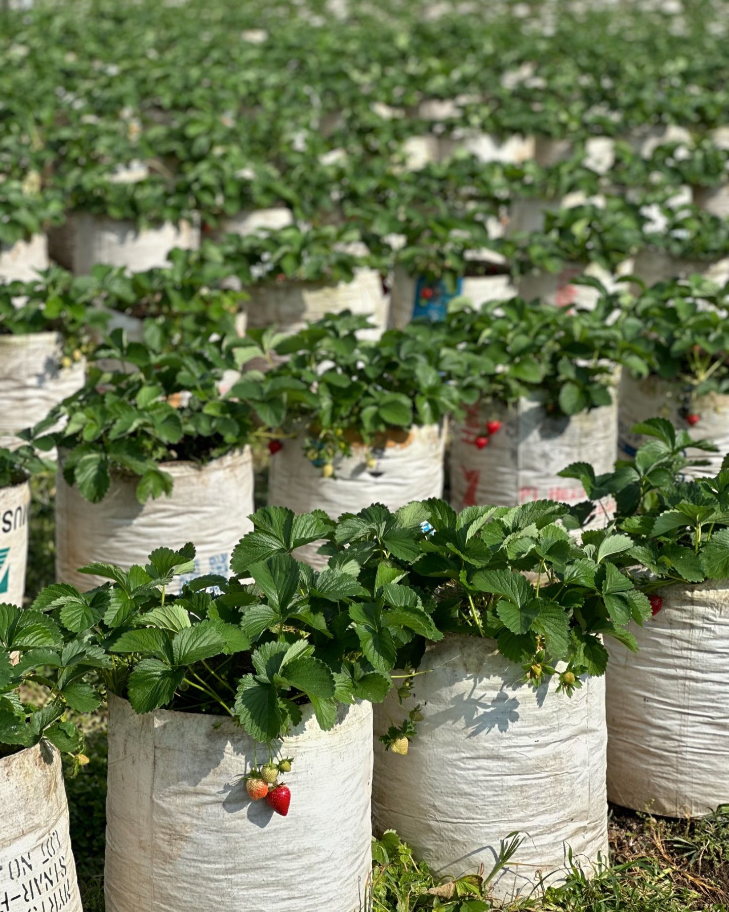 Kebun strawberry Tawangmangu