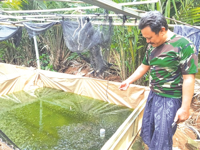 PEMBIBITAN LELE: Abdul Karim memberikan pakan bibit lele di Desa Bilaporah, Kecamatan Socah, Bangkalan, Sabtu (2/11). (IMAMUDIN/JPRM)