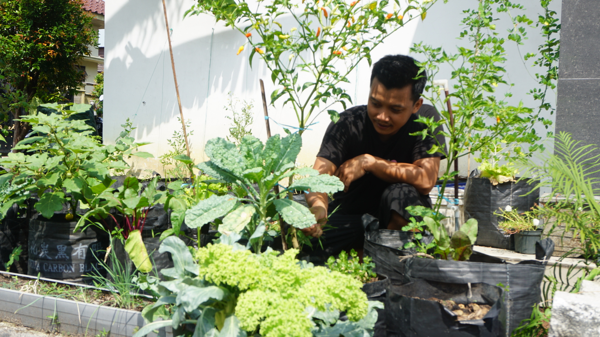 SERBA-ADA: Ardhan Izzanul Moeniri tengah mengecek tanaman sayuran di samping rumahnya, Jumat (1/11). (VIVIN AGUSTIN HARTONO/JPRM)