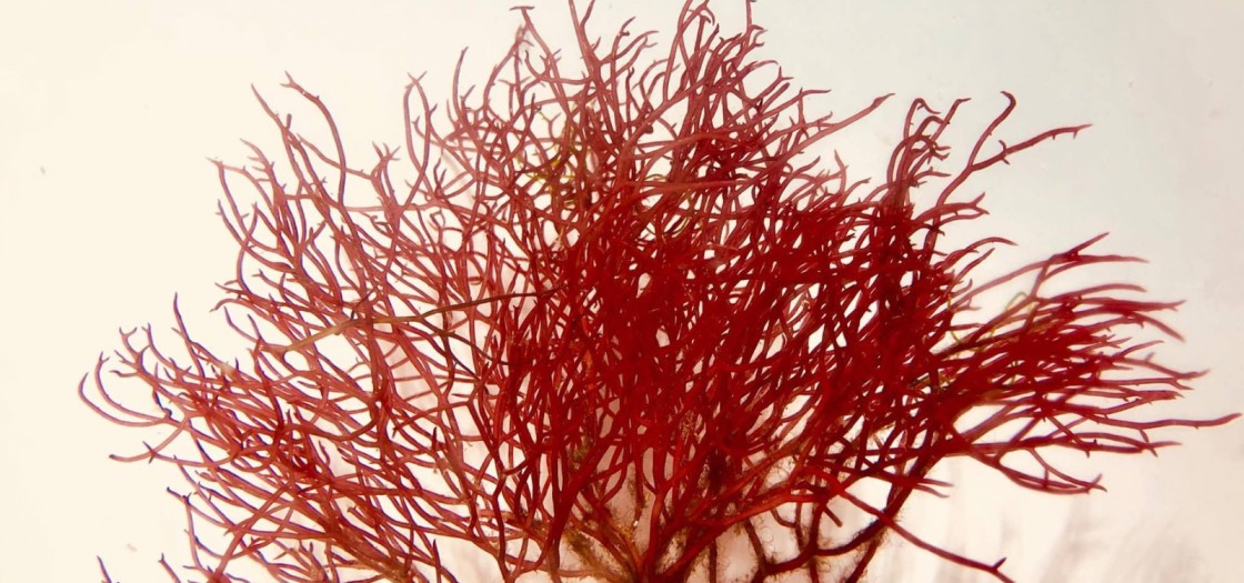 Budi daya rumput laut gracilaria.