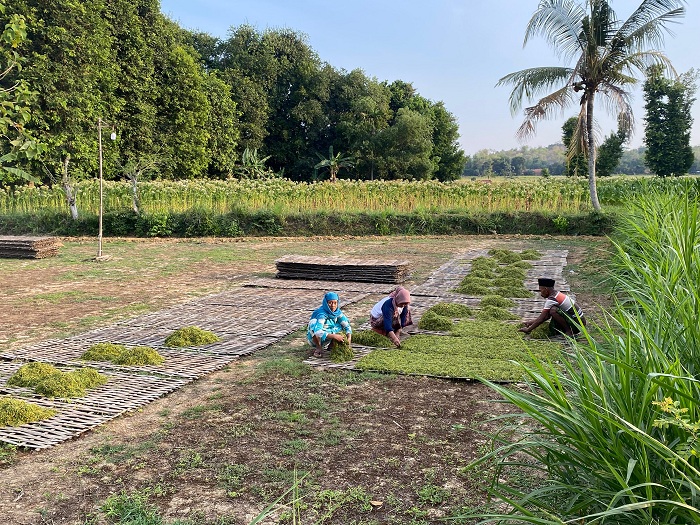 MEMILAH: Pekerja&nbsp; menjemur daun tembakau di Desa Somalang, Kecamatan Pakong, Selasa (24/9). (AYU LATIFAH/JPRM)
