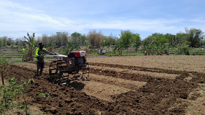 SEMANGAT: Petani Desa Ceguk, Kecamatan Tlanakan, membajak ladang menggunakan traktor, Selasa (3/12). (KHOLIL RAMLI/JPRM)