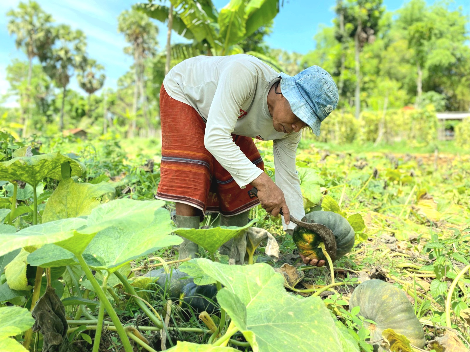 MATANG: Masrika memetik buah labu di ladangnya, Desa Sokolelah, Kecamatan Kadur, Pamekasan, Sabtu (7/12). (AYU LATIFAH/JPRM)