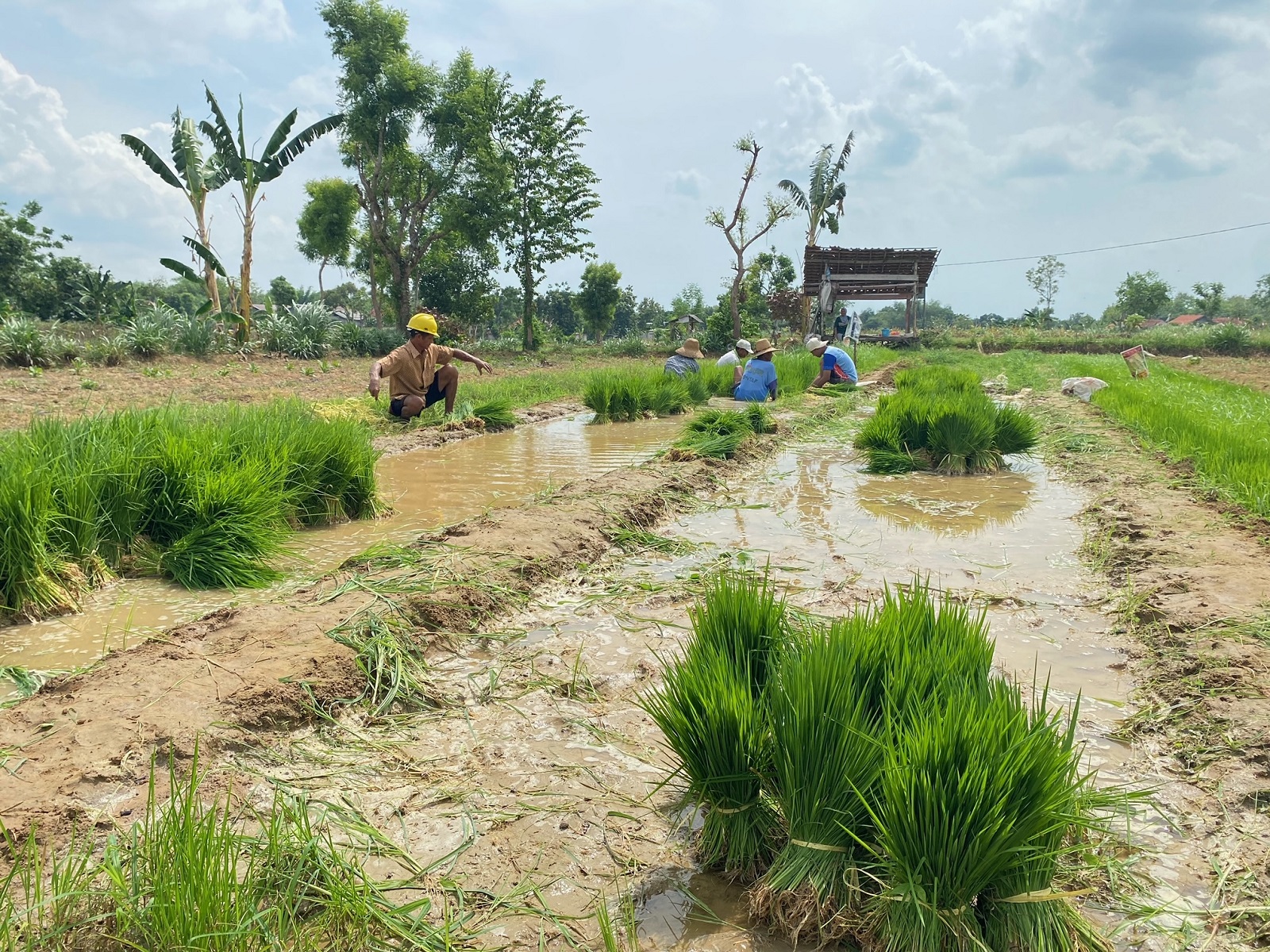 MASA TANAM: Sejumlah petani sedang menanam benih padi di Desa Lancar, Kecamatan Larangan, Pamekasan, Minggu (8/12). (AYU LATIFAH/JPRM)