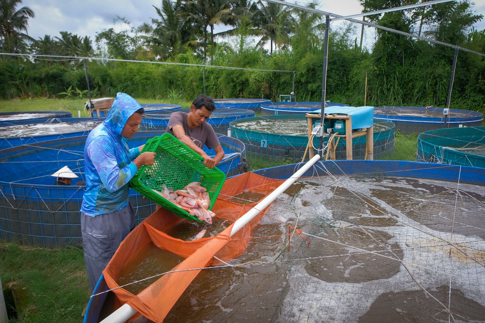 pembiayaan dan pemberdayaan sektor pertanian BRI dukung upaya pemerintah sukseskan program makanan gratis