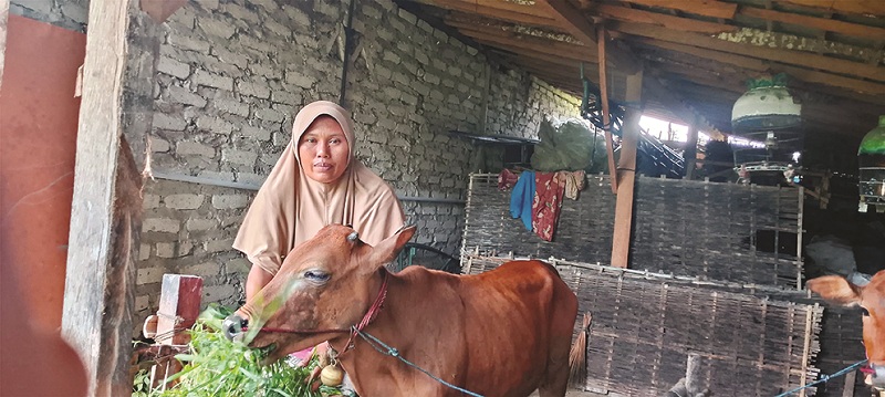 SEHAT: Salah satu peternak sedang merawat hewan ternaknya di Desa Moncek Timur, Kecamatan Lenteng, Sumenep, Minggu (15/12). (MOH. LATIF/JPRM)