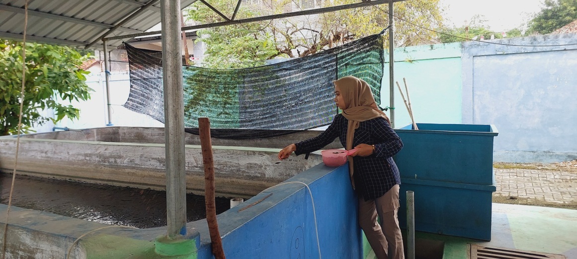 PEMBIBITAN: Petugas memberi pakan bibit ikan di Balai Benih Ikan (BBI) Bangkalan, Jumat (20/12). (DISKAN UNTUK JPRM )