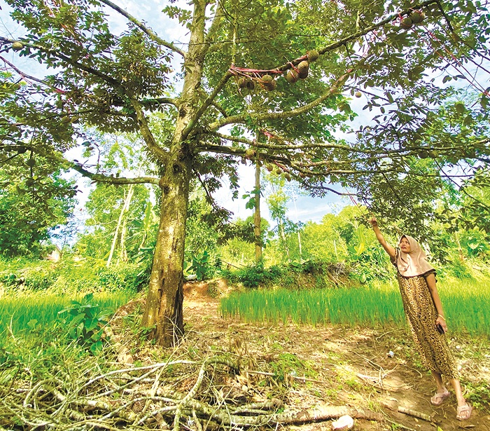 MENJULANG: Salamah menunjukkan salah satu pohon durian miliknya di Jalan Raya Lebbek&ndash;Pegantenan, Pamekasan, Jumat (27/12). (MOH. IQBAL AFGANI/JPRM)