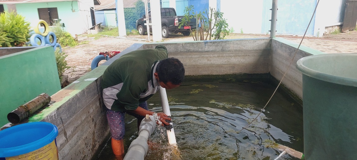 SARANA PEMBIBITAN: Petugas BBI Bangkalan membersihkan kolam ikan di Kelurahan Tonjung, Kecamatan Burneh, Bangkalan, Jumat (27/12). (DISKAN UNTUK JPRM)  &nbsp;
