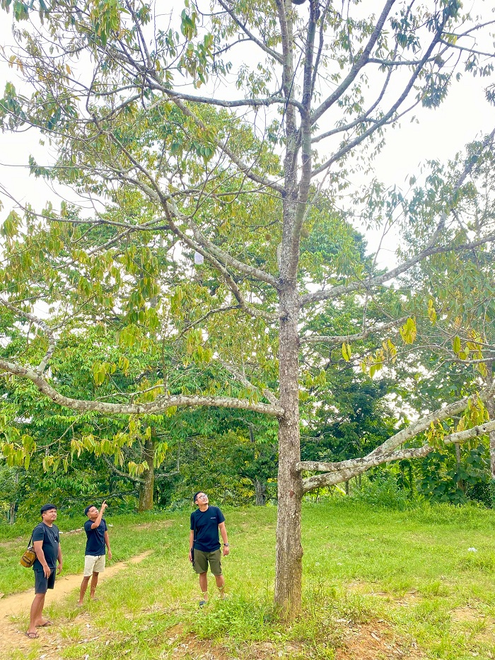 MENJULANG: Warga menunjuk pohon durian di sekitar Wisata Puncak Ratu Pamekasan, Jumat (3/1). (MOH. IQBAL AFGANI/JPRM)