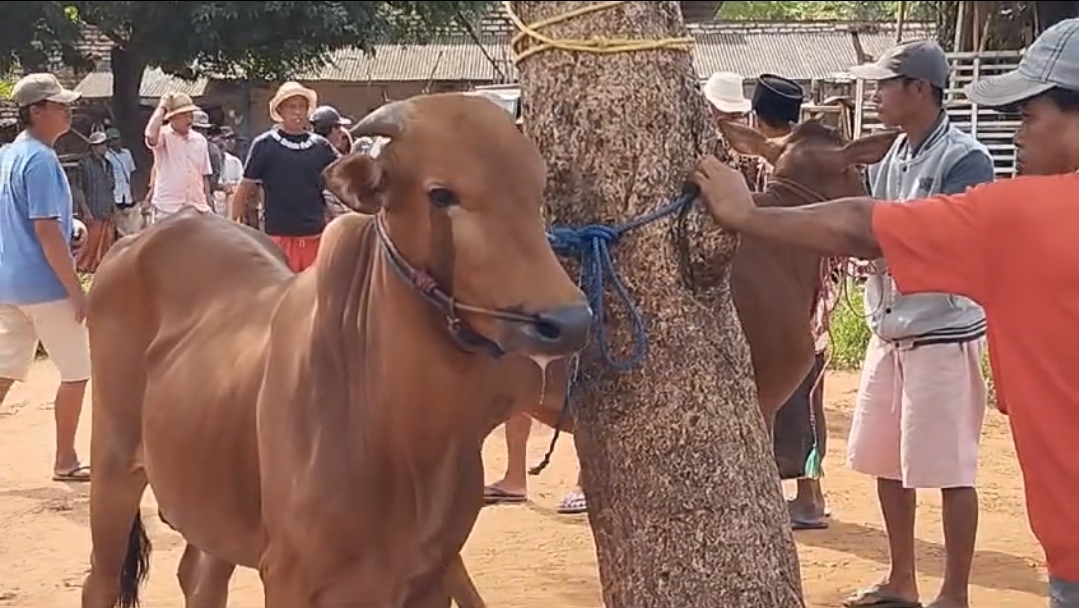 MULAI SEPI: Pedagang sapi menunggu pembeli di Pasar Kamisan, Kecamatan Kota Sumenep, Kamis (9/1). (MOH. LATIF/JPRM)