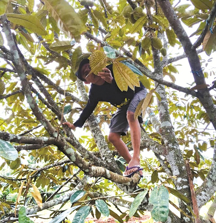 RENDAH: Rifai memanjat pohon durian simas di Desa Tebul Timur, Kecamatan Pegantenan, Pamekasan, Jumat (27/12/2024). (MOH. IQBAL AFGANI/JPRM)