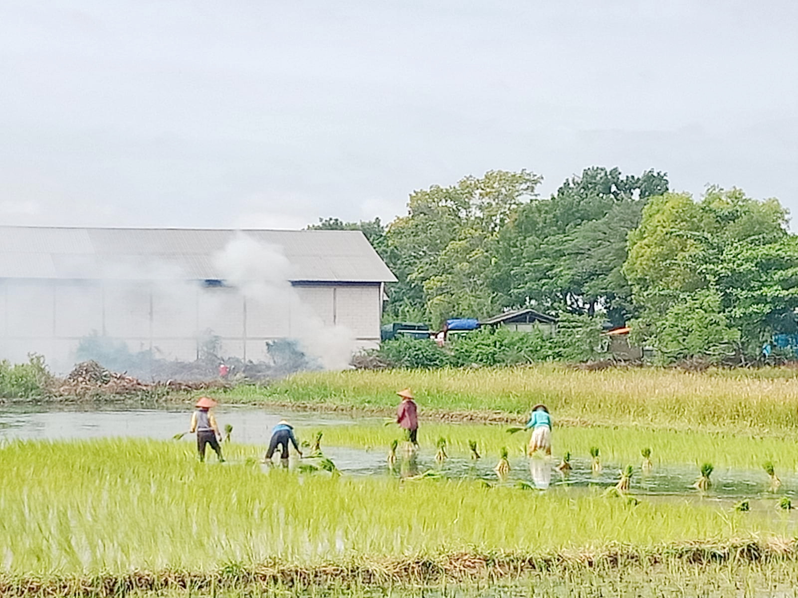 PENGADAAN ALSINTAN: Petani menanam padi di sawahnya di Desa Bilaporah, Kecamatan Socah, Bangkalan, Sabtu (18/1). (IMAMUDIN/PRM)