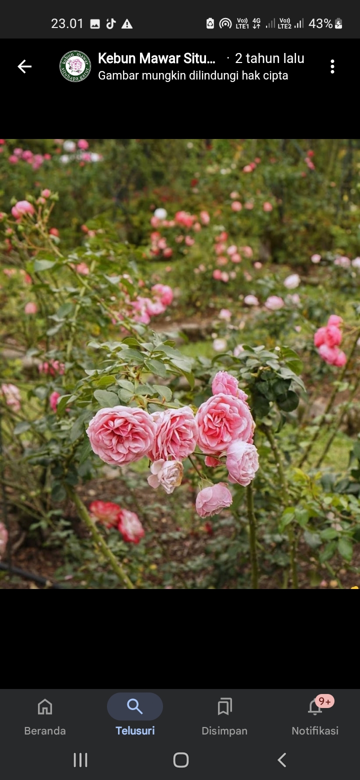 Kebun Mawar Situhapa