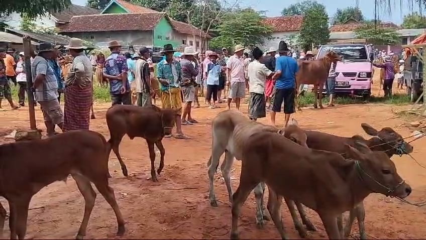 HEWAN TERNAK: Para pedagang membawa sapinya ke Pasar Kamisan di Kecamatan Kota Sumenep, Kamis (9/1). (MOH. LATIF/JPRM)