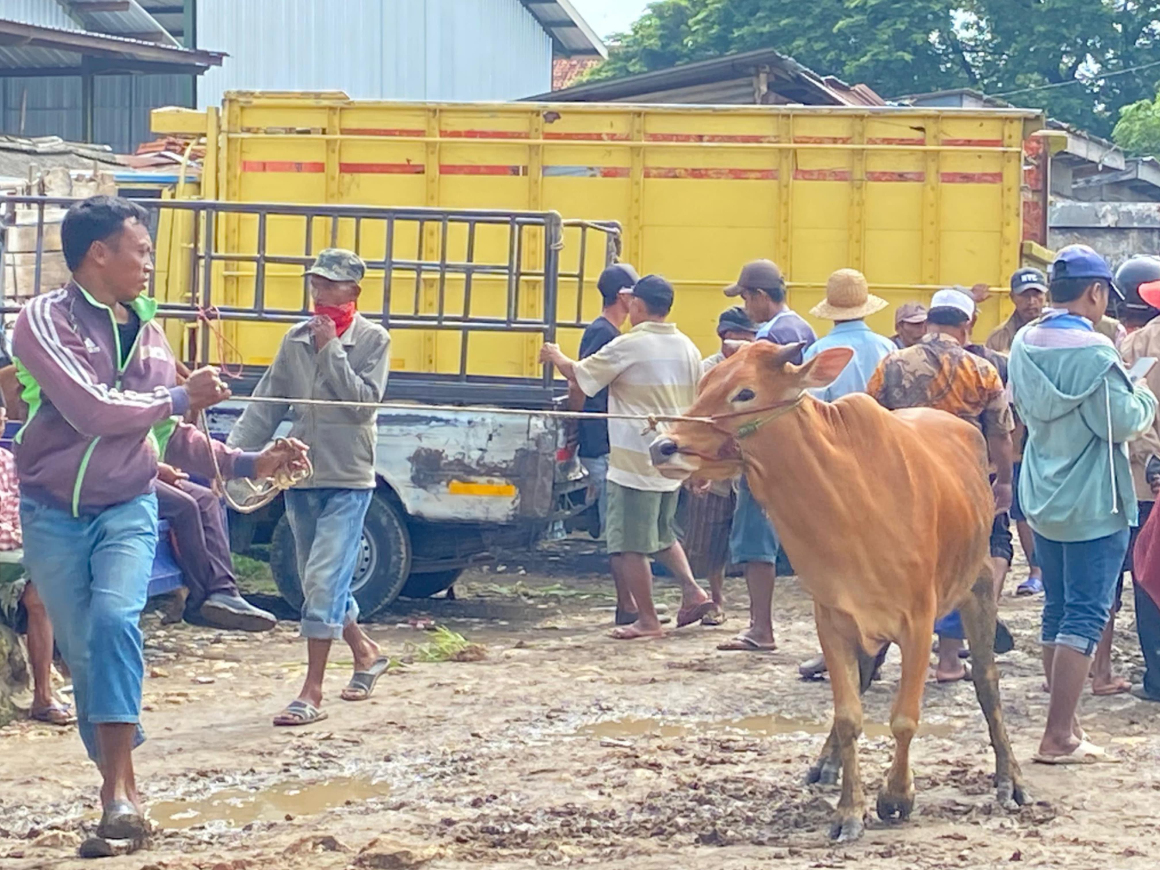TRANSAKSI: Para pedagang menjual sapi di Pasar Keppo, Pamekasan, Selasa (21/1). (AYU LATIFAH/JPRM)