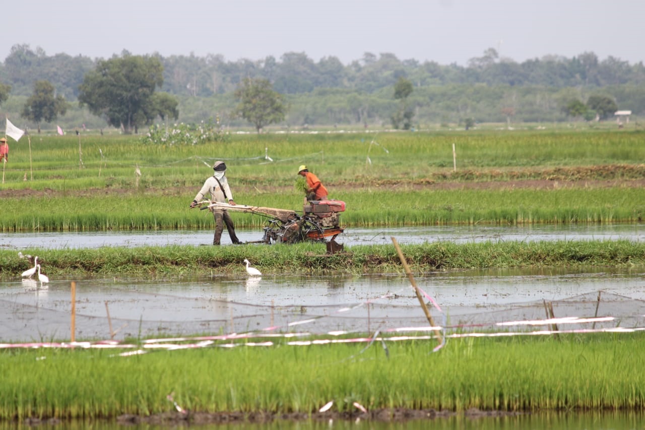 BANTUAN ALSINTAN: Petani Desa Bilaporah, Kecamatan Socah, Bangkalan menggunakan hand tractor membajak sawahnya, Senin (6/1). (VIVIN AGUSTIN HARTONO/JPRM)