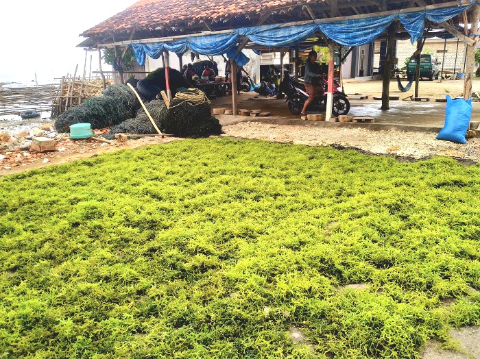 SUBUR: Tumpukan rumput laut di pinggir pantai Desa Tanjung, Kecamatan Saronggi, Sumenep. (HERIVIA YUVI/JPRM)
