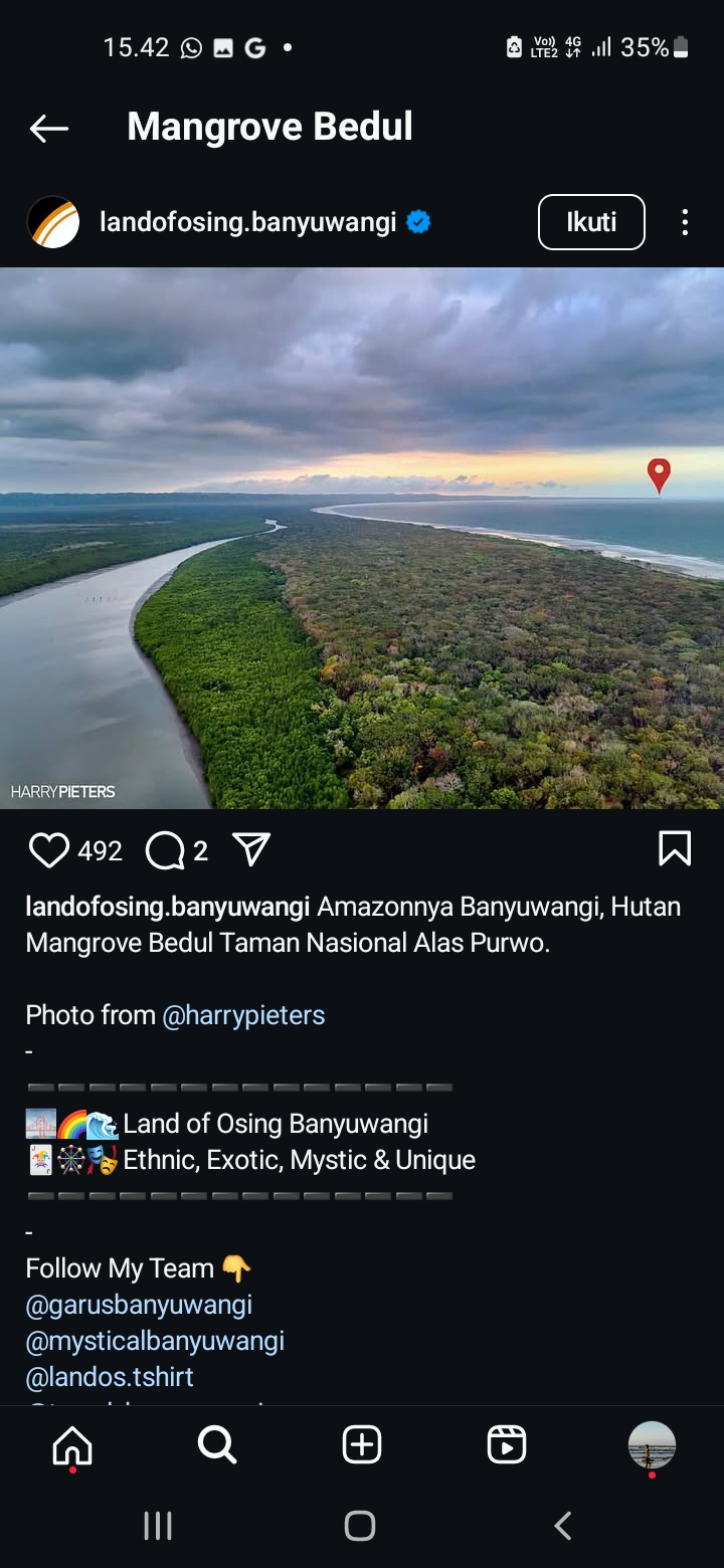 Mangorve Bedul Banyuwangi