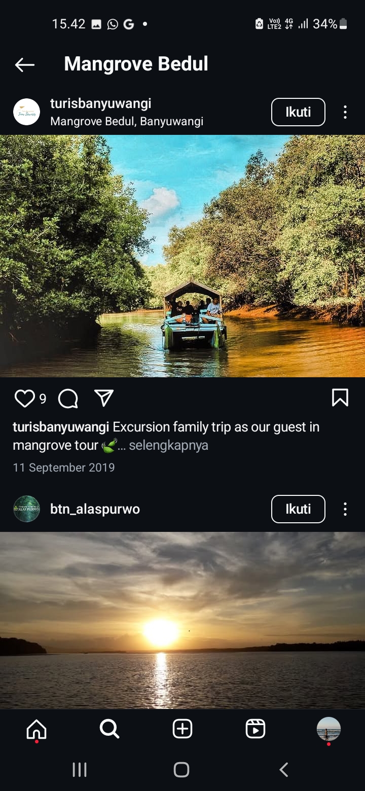 Mangrove Bedul